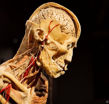 �����, ������ �� ������������ � ��� �������� �ҳ�� ������/The Human Body�